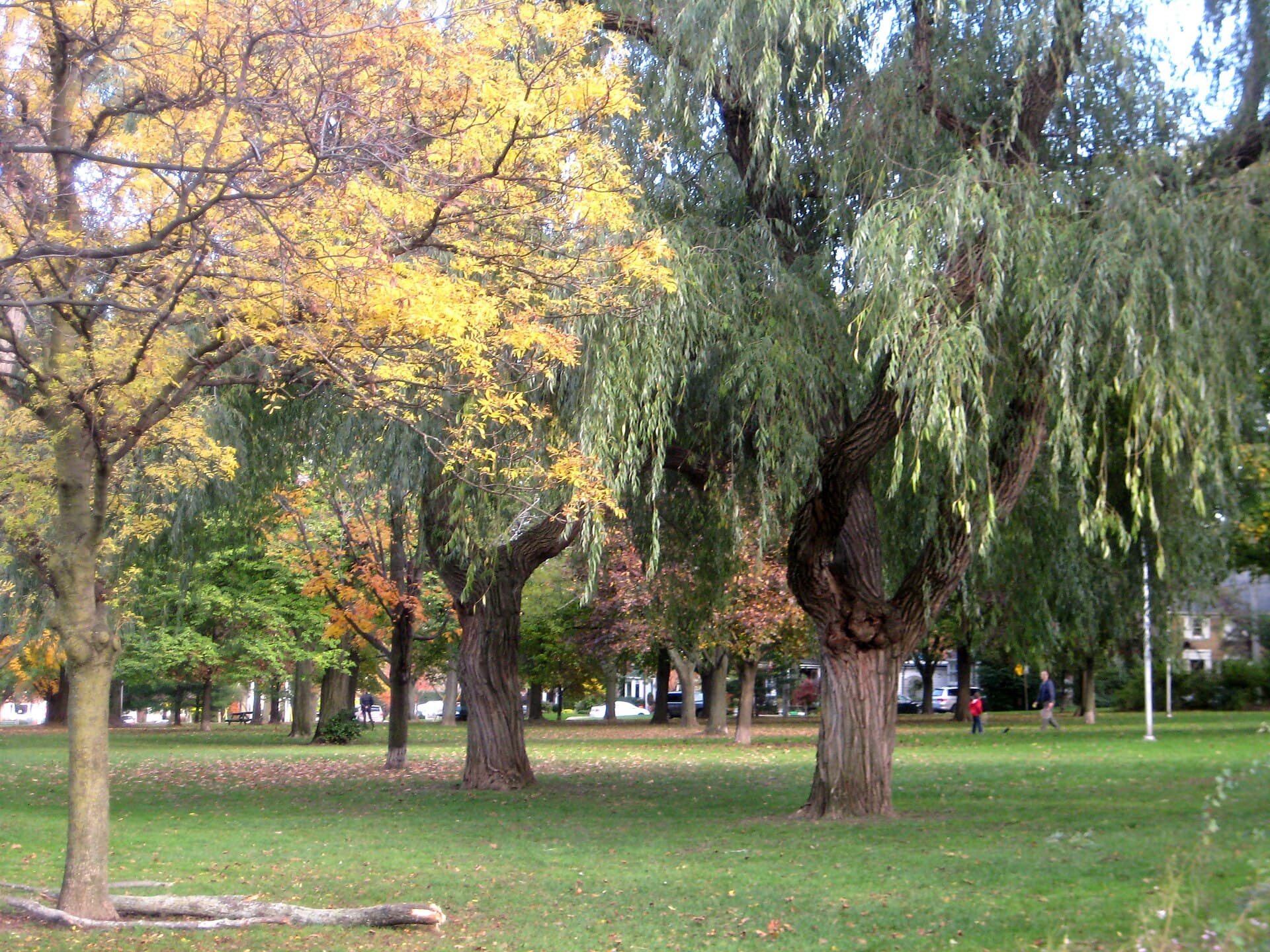 Wanless Park, Toronto